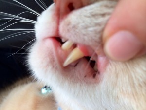 febdentalmonth-1