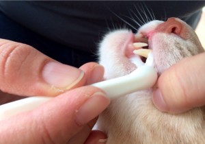 febdentalmonth-3