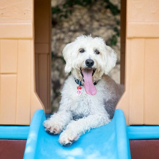 Dog sitting on play structure outside for Group VIP Dog Accommodations