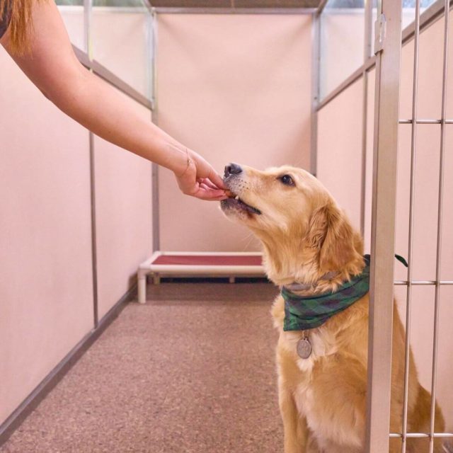 Staff giving Golden Retriever a treat for Standard Dog Accommodations