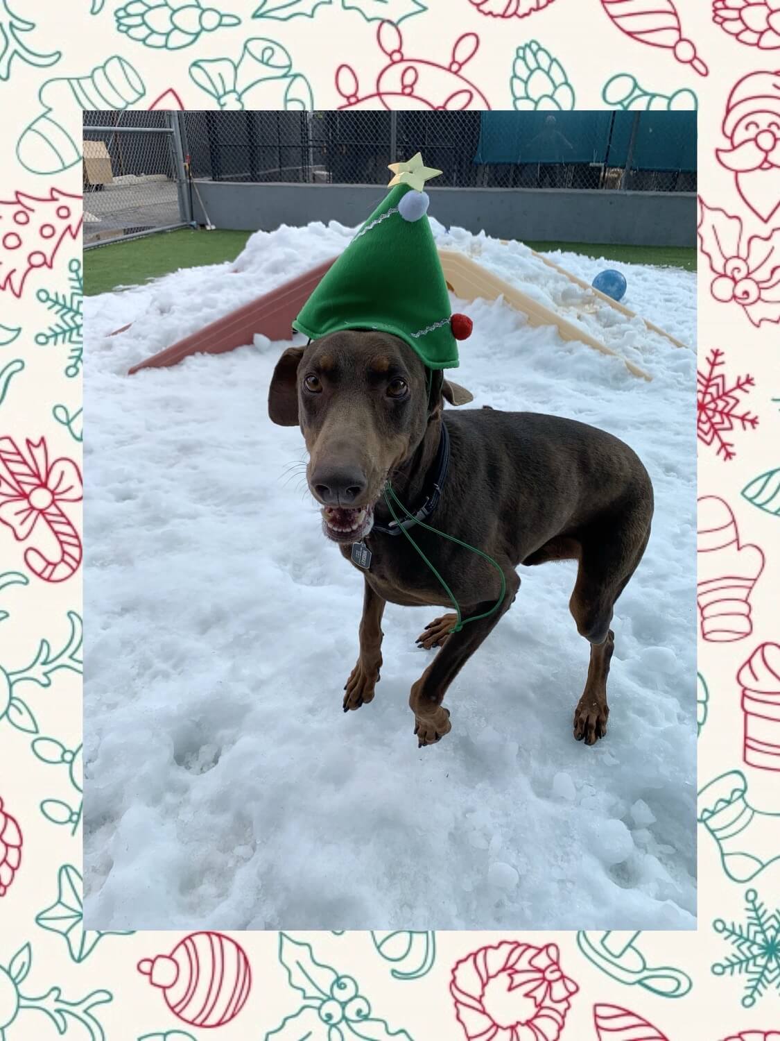 Brown dog with green elf hat on snow in play yard