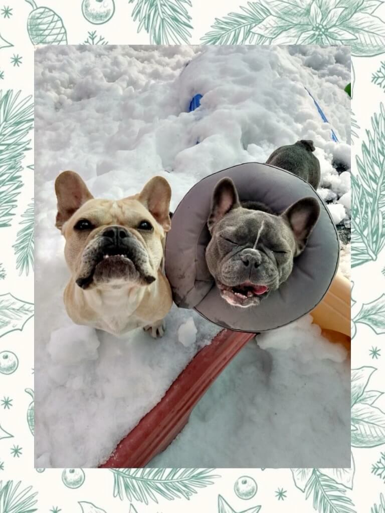 Two dogs on snow