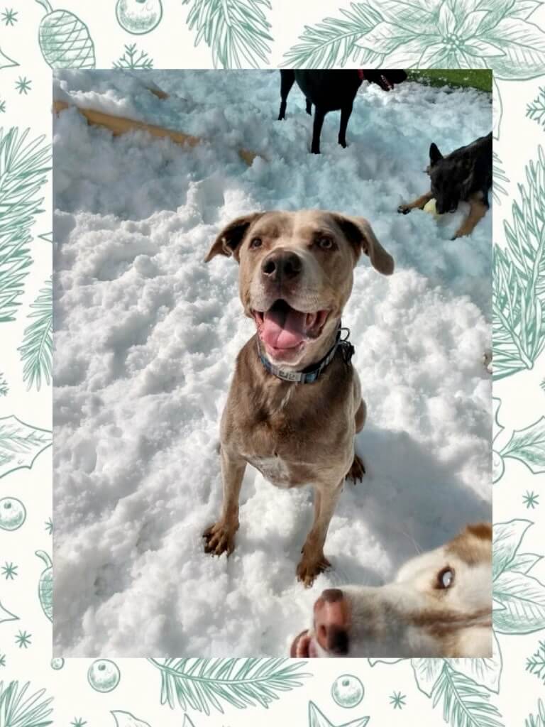 Brown dog sitting on snow