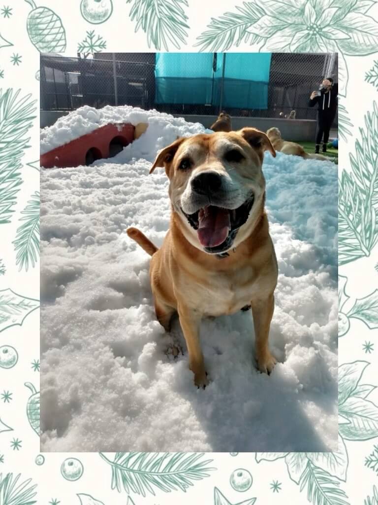 Brown dog sitting on snow with mouth open