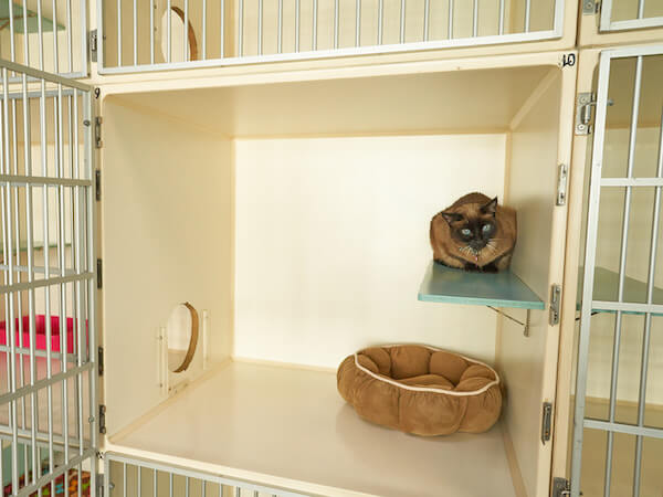 Cat In Standard Double Condo Accommodations