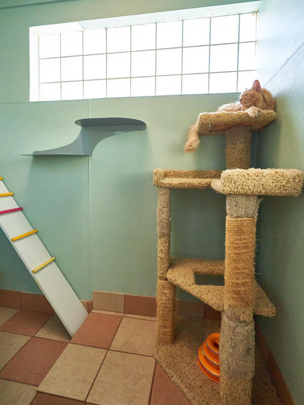Cat in Kitty Aerobics Room sitting on play structure