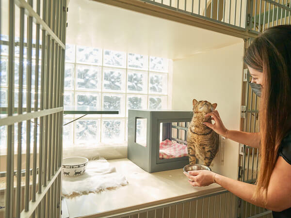 Cat in Luxury Window Condo Accommodations