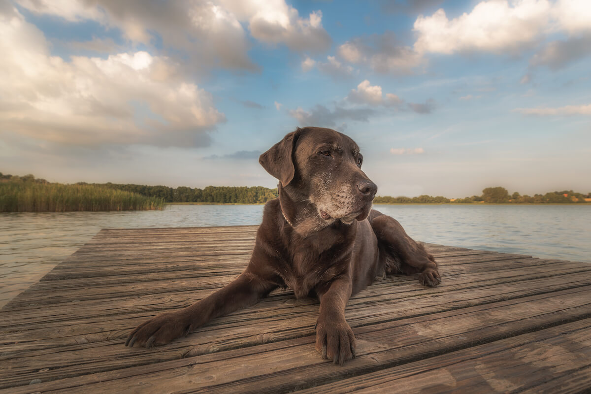Senior dog, older chocolate lab laying on a dock by the lake