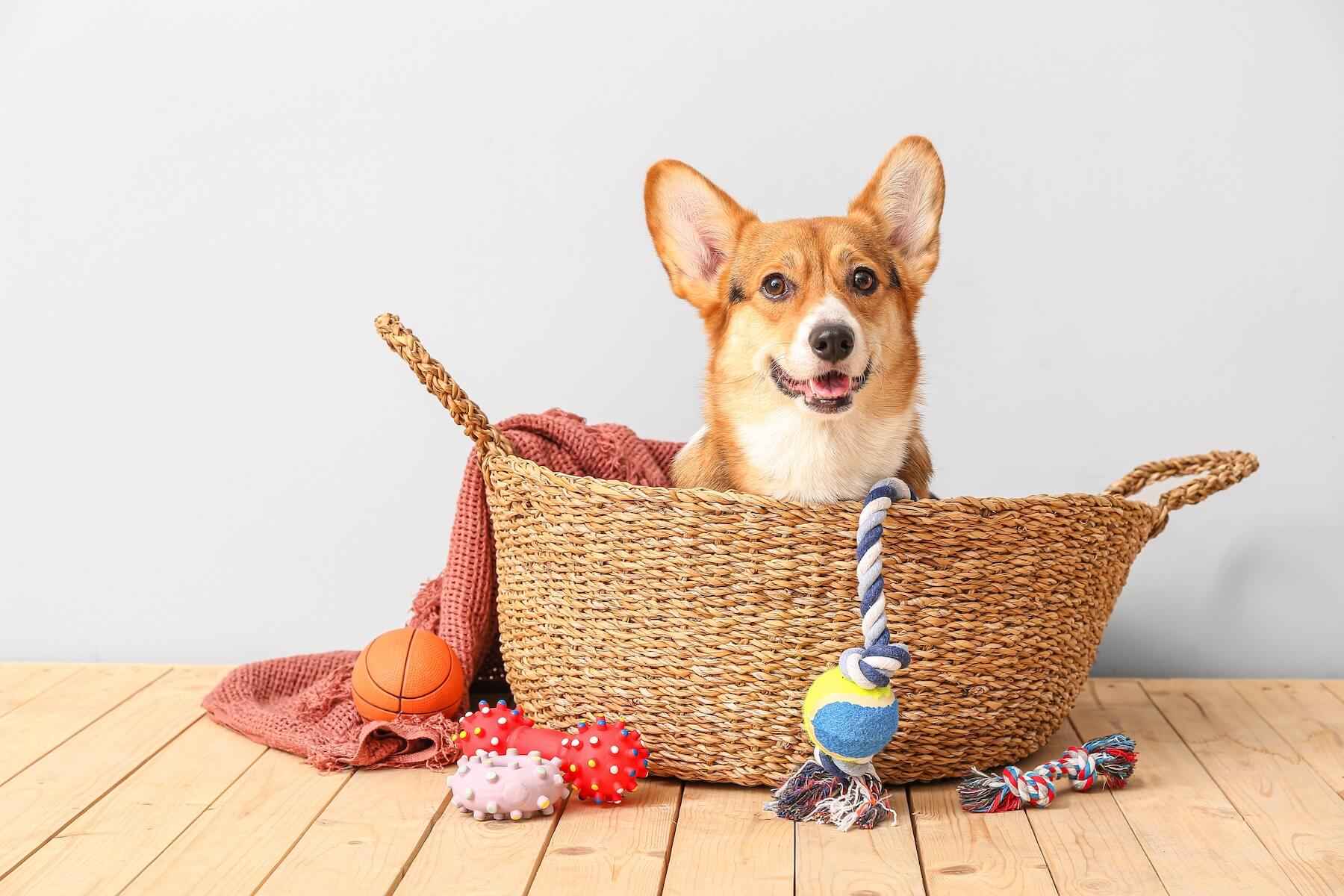 Clean dog toys to help keep your pup safe and healthy