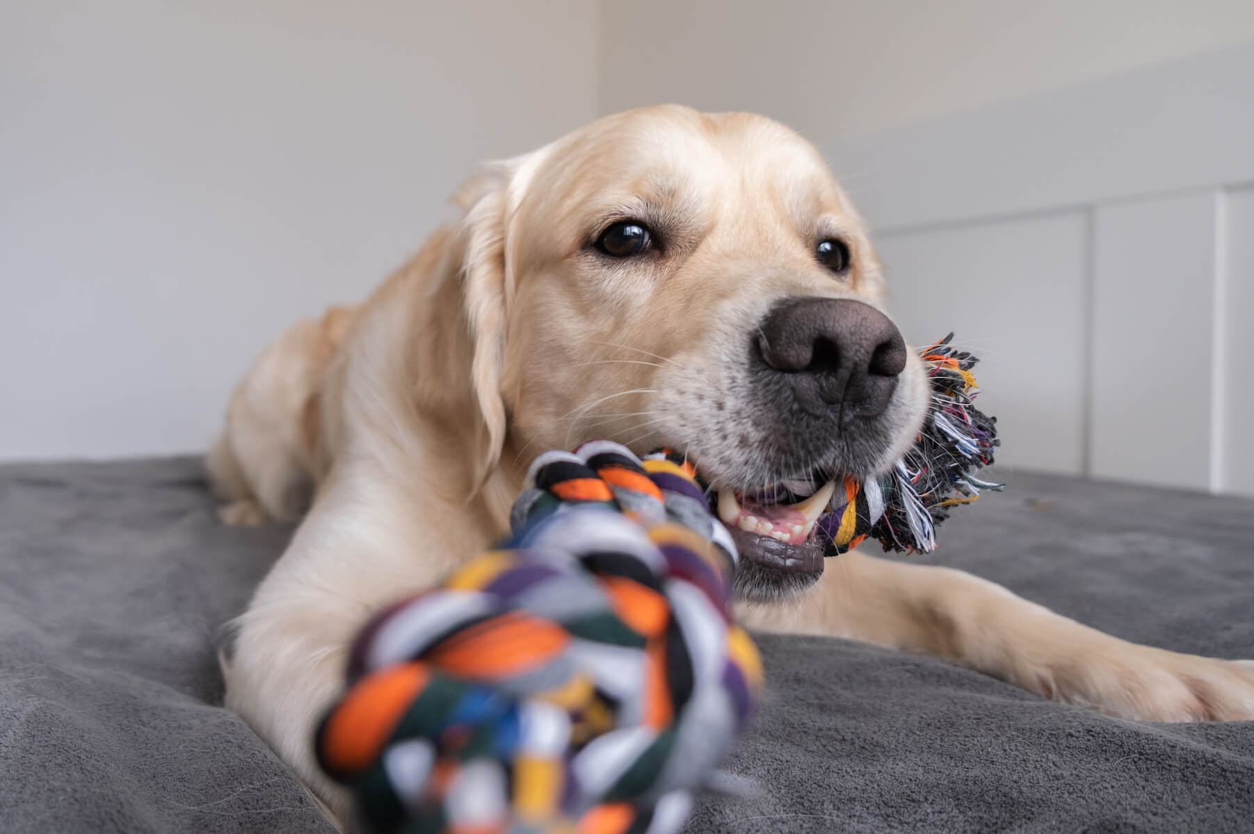 Dog holding a clean dog toy rope in mouth