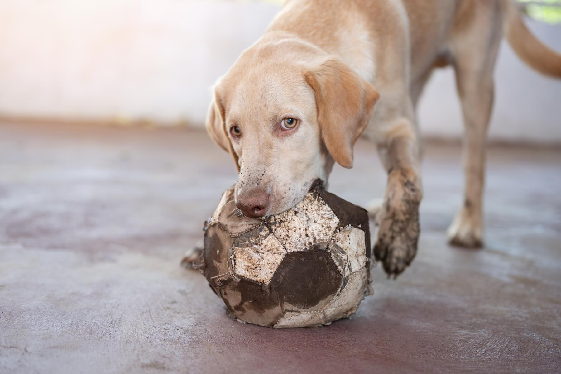 Dog with a dirty damaged ball that needs to be replaced.